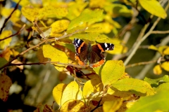 DSC07482_ergebnis