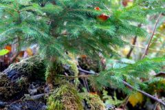 DSC06621_ergebnis