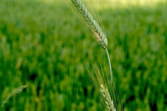 DSC04476_ergebnis
