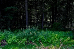 DSC04477_ergebnis