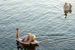 DSC02457_ergebnis