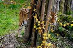 DSC01483_ergebnis