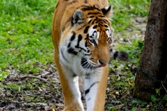 DSC01492_ergebnis
