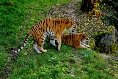 DSC01496_ergebnis