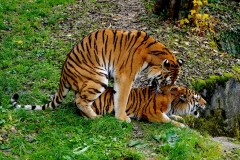 DSC01500_ergebnis